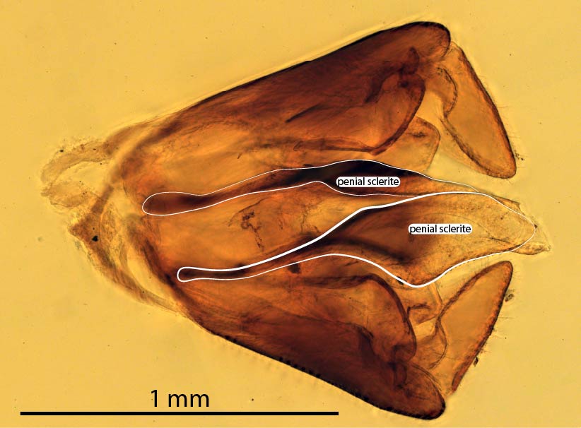 Male genital capsule, dorsal view (dissected), <em>Diprion pini</em>