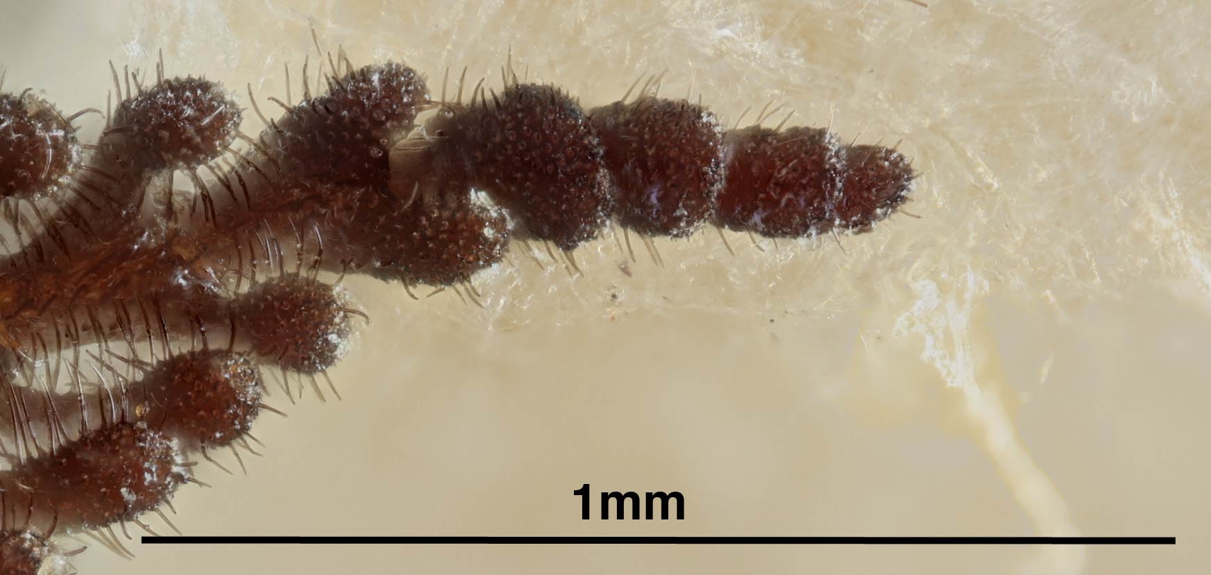 Distal male flagellomeres, ventral view, <em>Diprion pini</em>