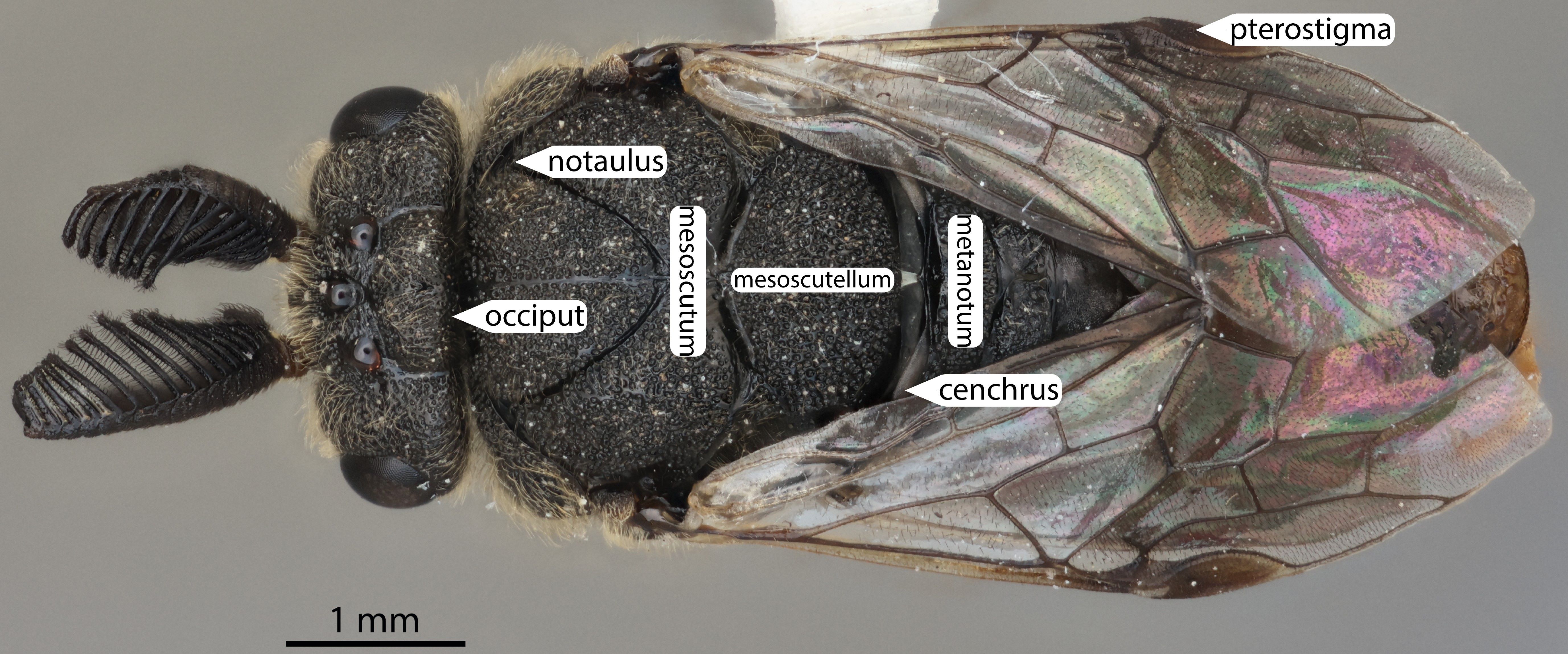 Anatomy, male dorsal view, <em>Diprion jingyuanensis</em>