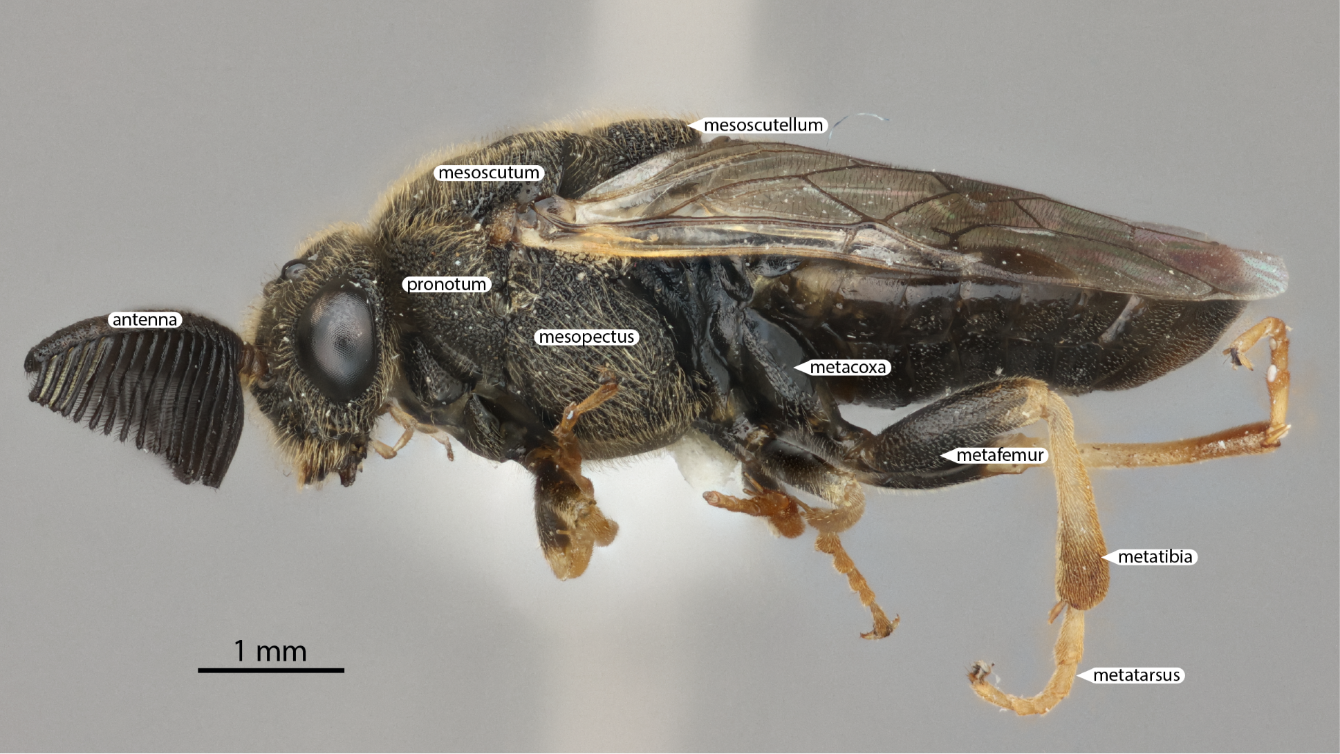 Antenna, male profile view, <em>Diprion similis</em>