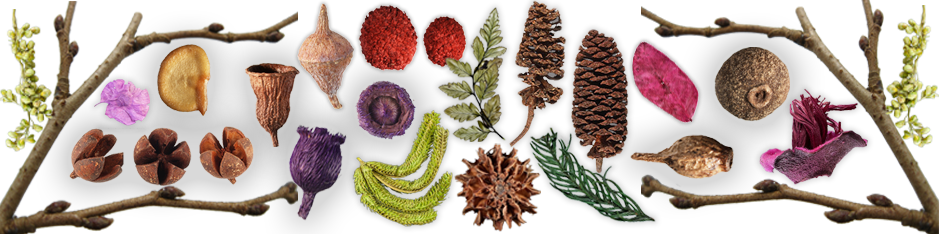 decorative composite image of dried botanicals