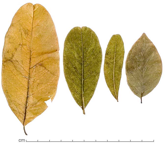 Sapindus emarginatus | Dried Botanical ID