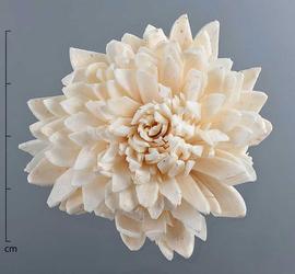  stem pith slices, formed into a chysanthemum-shaped flower, top view; photo by Christina Southwick 
