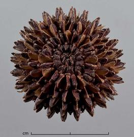  fruit, close-up, top view; photo by Christina Southwick 
