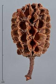  fruit, close-up; photo by Christina Southwick 
