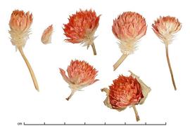  inflorescences; photo by Julia Scher 
