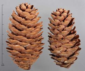  cones, lateral view; photo by Christina Southwick 
