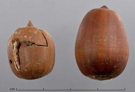  fruits, lateral view (one damaged on left); photo by Christina Southwick 
