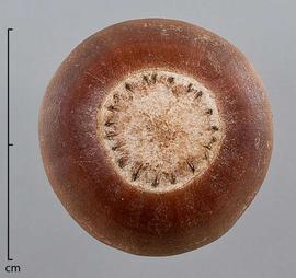  fruit, top view, without cup; photo by Christina Southwick 
