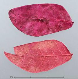  leaves, dyed pink, upper surface (top) and lower surface (bottom); photo by Christina Southwick 
