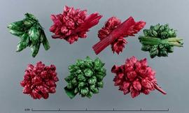  inflorescences, dyed green and red; photo by Christina Southwick 
