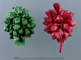  inflorescences, dyed green (left) and red (right), close-up; photo by Christina Southwick 
