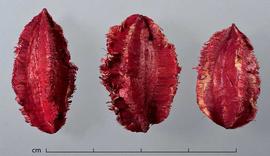            fruits, dyed red, lateral view; Photo by Christina   Southwick   