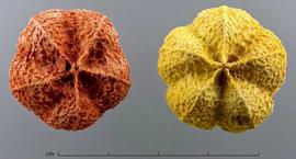  fruits, dyed orange (left) and yellow (right), top view; photo by Christina Southwick 
