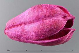  fruit, dyed pink, lateral/end view; photo by Christina Southwick 
