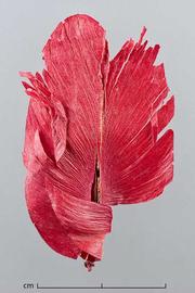  fruit, dyed red; photo by Christina Southwick 
