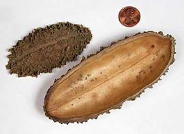  split fruits, showing outer (left) and inner (right) surfaces; photo copy; The Lebermuth Company, Inc. 
