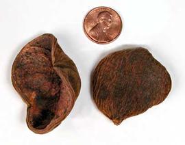  fruits, inner surface (left), outer surface (right); photo copy; The Lebermuth Company, Inc. 
