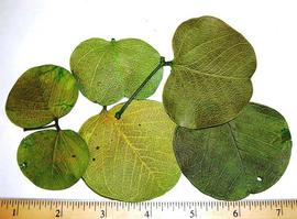  leaves, dyed green; photo by Indira Singh 
