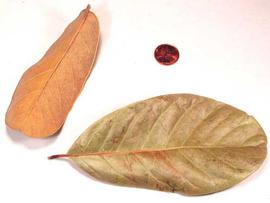  leaves, lower surface (left) and upper surface (right); photo copy; The Lebermuth Company, Inc. 
