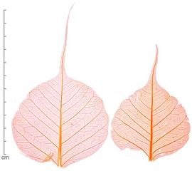  two skeletonized leaves; photo by Lyndon Photography 
