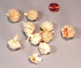  inflorescences, bleached; photo copy; The Lebermuth Company, Inc. 
