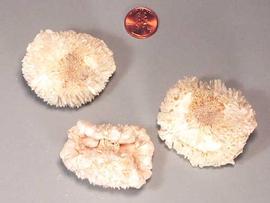  inflorescences, bleached; photo copy; The Lebermuth Company, Inc. 
