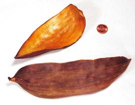  fruit follicle, interior (top) and exterior (bottom); photo © The Lebermuth Company, Inc. 
