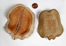  fruit halves, interior (left) and exterior (right); photo copy; The Lebermuth Company, Inc. 
