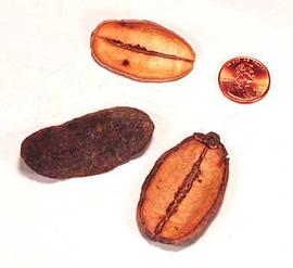  three fruit halves; photo copy; The Lebermuth Company, Inc. 
