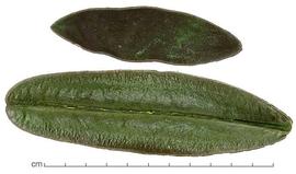  fruit segments, dyed green, exterior (top) and interior (bottom); photo by Lyndon Photography 
