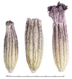  flowers, two calyces (left), one with corolla and calyx (right); photo by Julia Scher 
