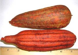  whole fruits, dyed orange; photo by Indira Singh 
