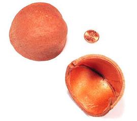  fruit, dyed orange, exterior (top) and interior (bottom); photo copy; The Lebermuth Company, Inc. 
