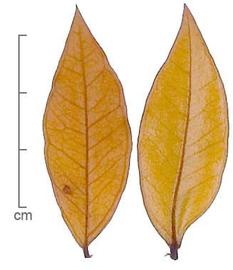  leaves, dyed yellow, upper surface (left) and lower surface (right); photo by Lyndon Photography 
