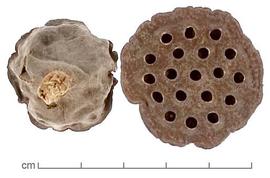  fruits, stem-end (left) and top (right) views; photo by Lyndon Photography 
