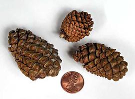  cones; photo copy; The Lebermuth Company, Inc. 
