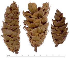  cones, lateral view; photo by Lyndon Photography 
