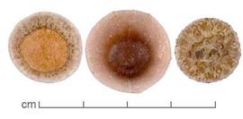  fruits, without cup top view (left), bottom view (center), and with cup top view (right); photo by Lyndon Photography 
