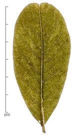  leaf with emarginate tip; photo by Lyndon Photography 
