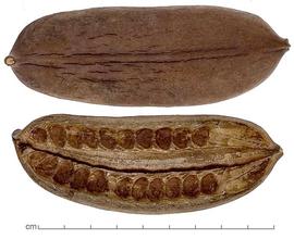  fruit halves, outer surface (top) and inner surface (bottom); photo by Lyndon Photography 
