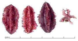            fruits, dyed red, lateral (left 3) and end (right) views; Photo by Lyndon   Photography   