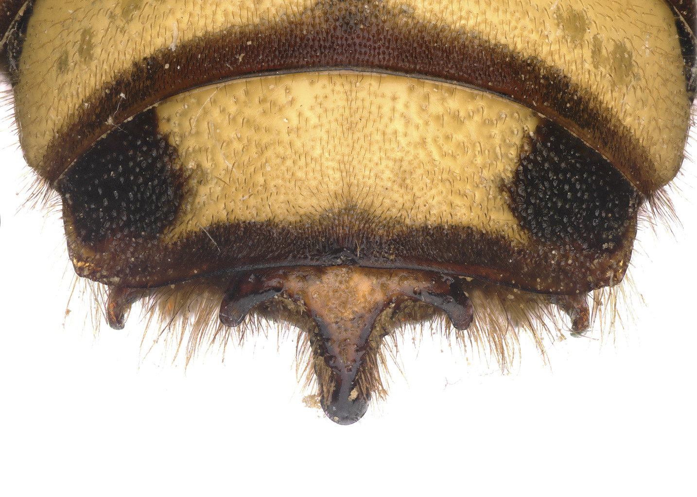   Rhodanthidium superbumnbsp; male T7 with five apical projections, photo: C. Ritner 
