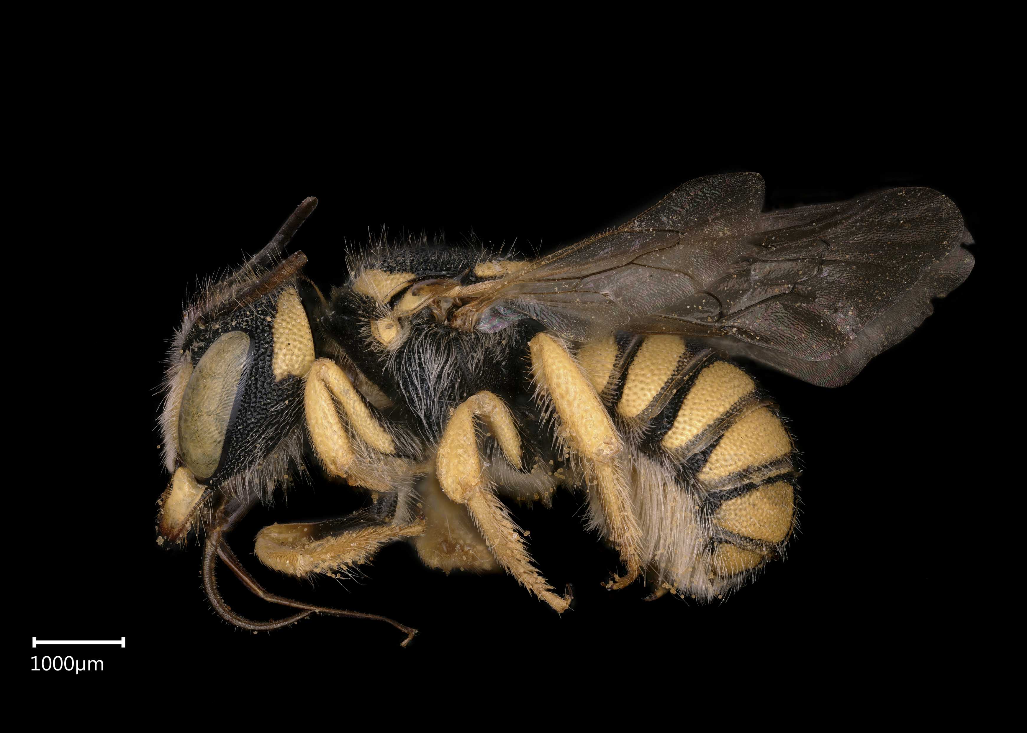 Pseudoanthidium rozeni | Exotic Bee ID