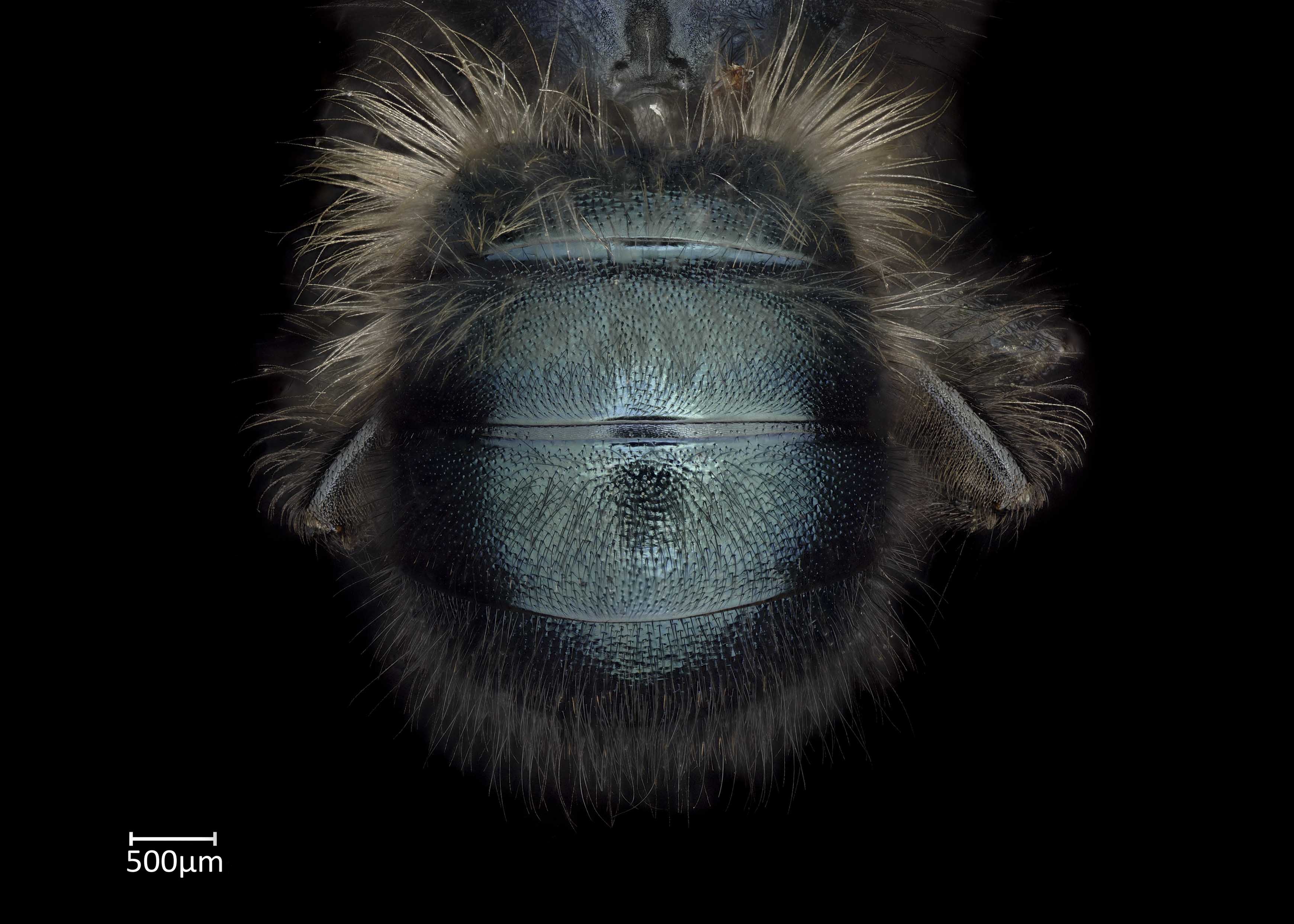   Osmia lignaria  male abdomen, photo: Chelsey Ritner 
