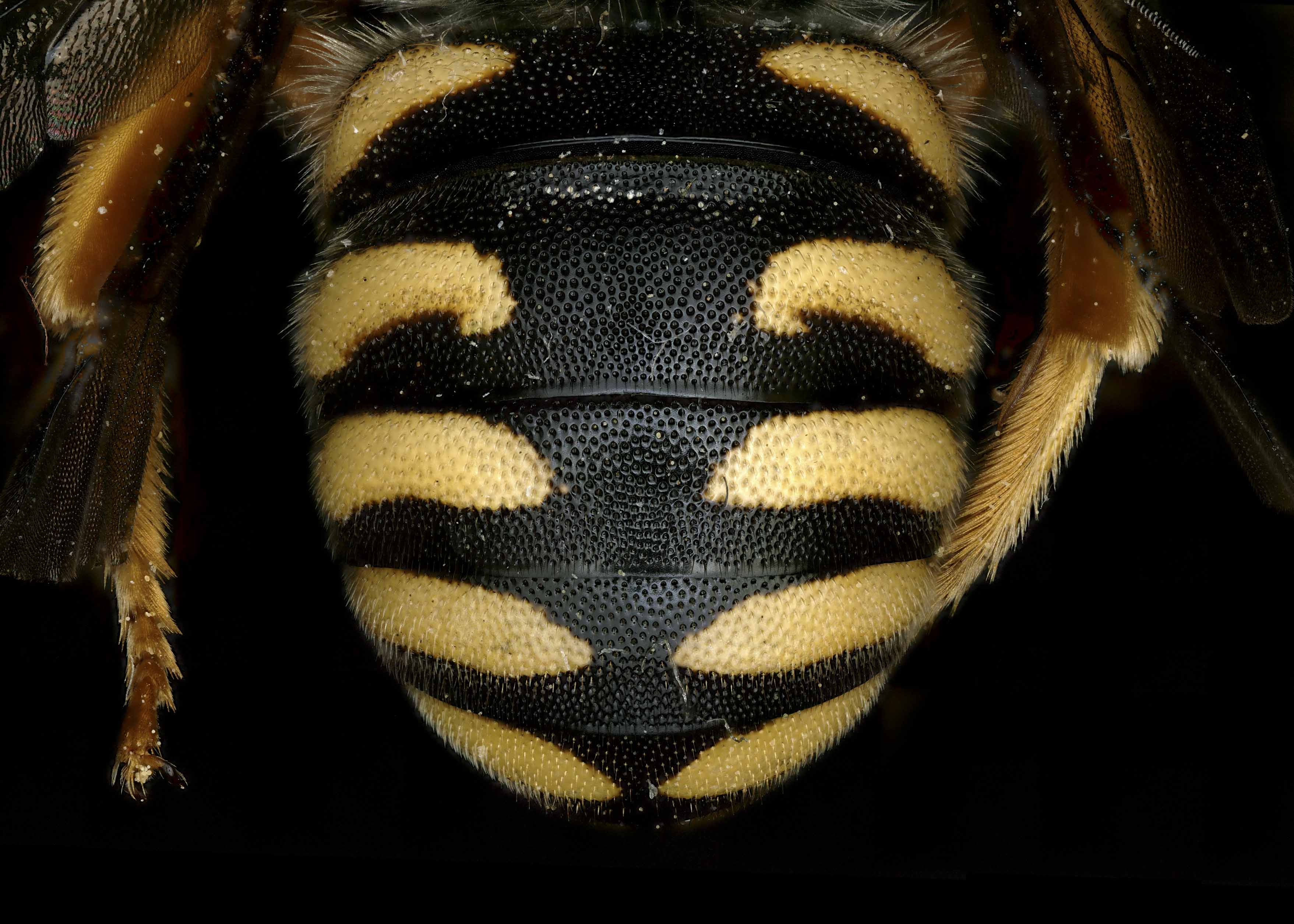   Rhodanthidium septemdentatum  male abdomen, photo: T. Brady 
