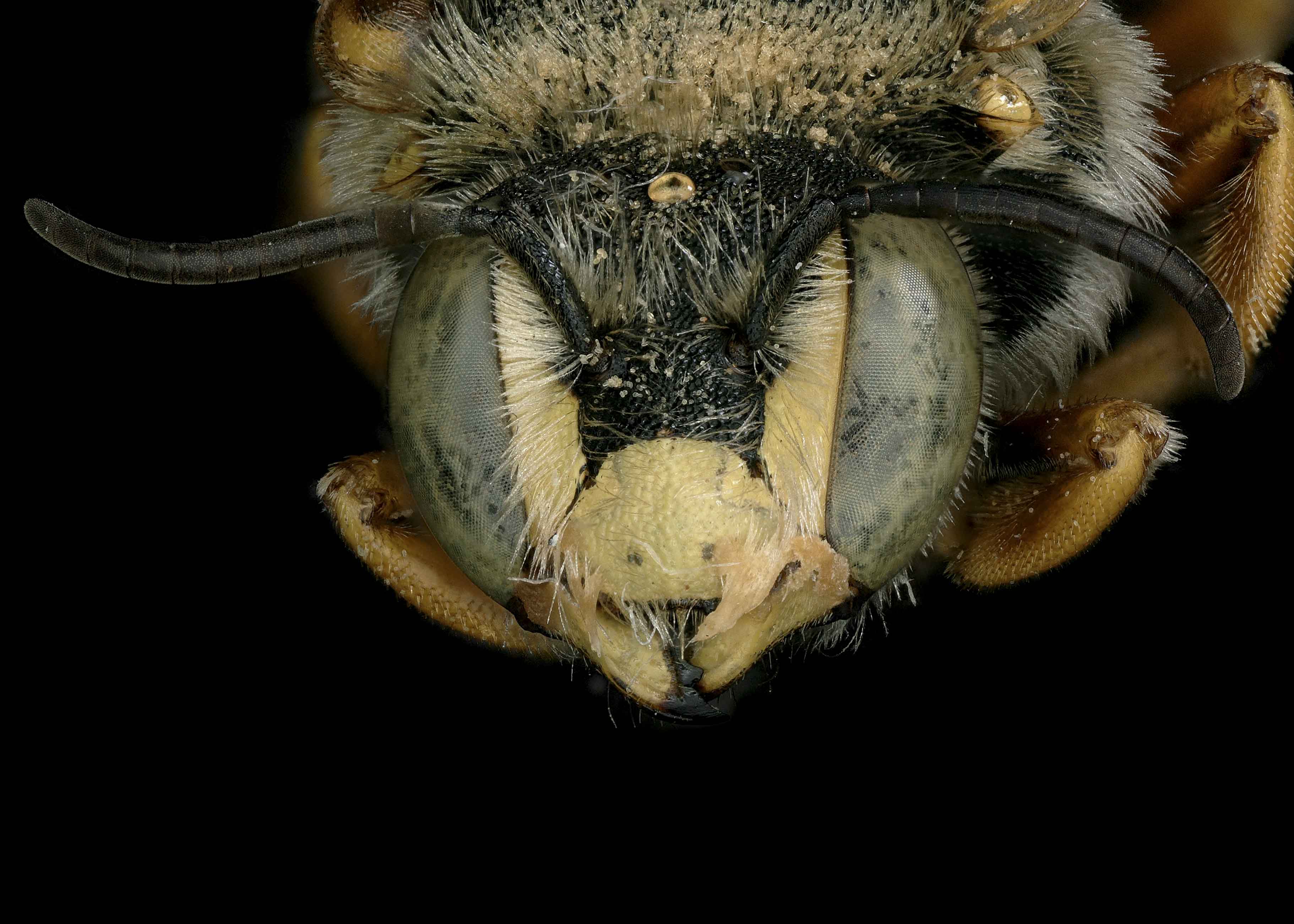  Rhodanthidium septemdentatum  male face, photo: C. Ritner 
