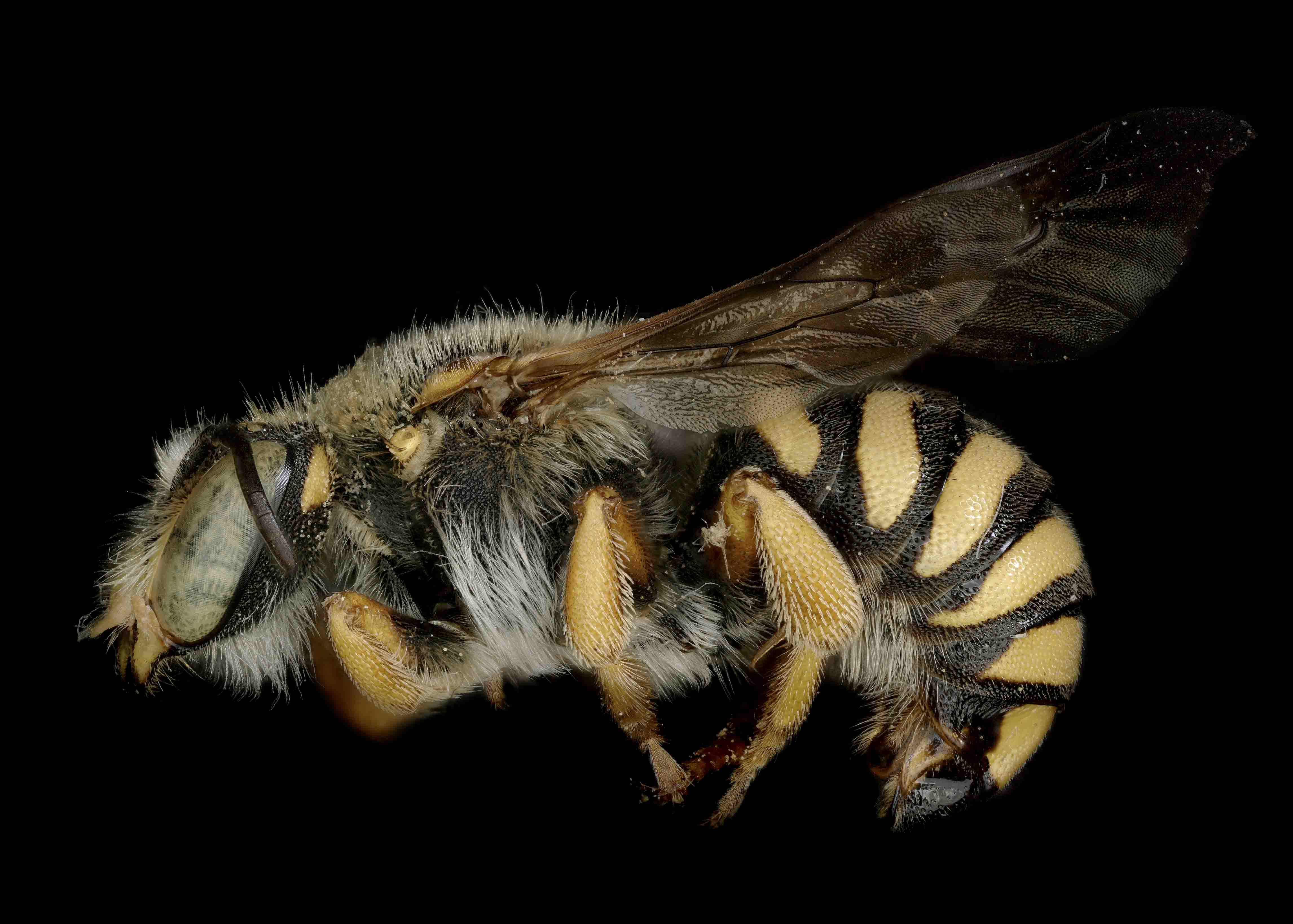   Rhodanthidium septemdentatum  male lateral habitus, photo: C. Ritner 

