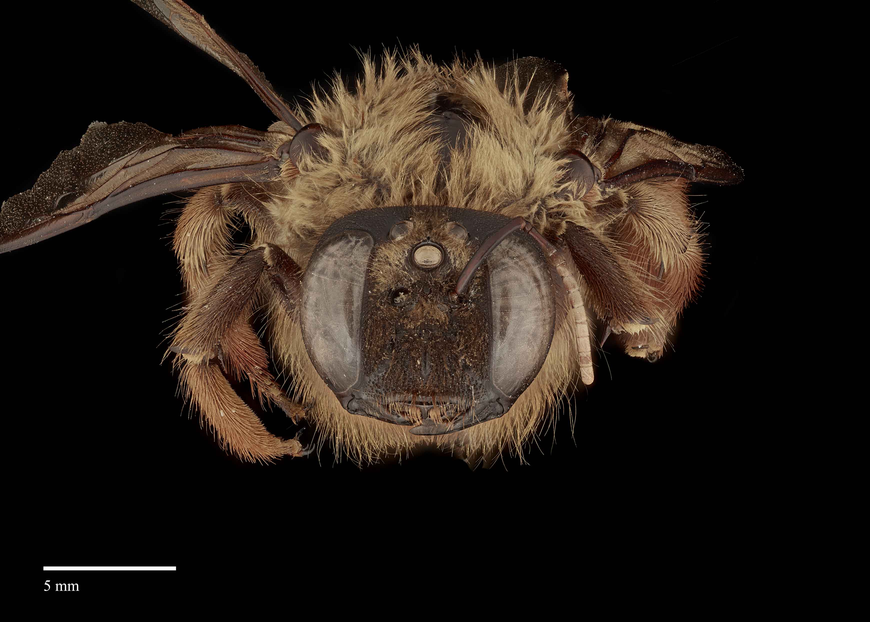 Nyctomelitta  Exotic Bee ID