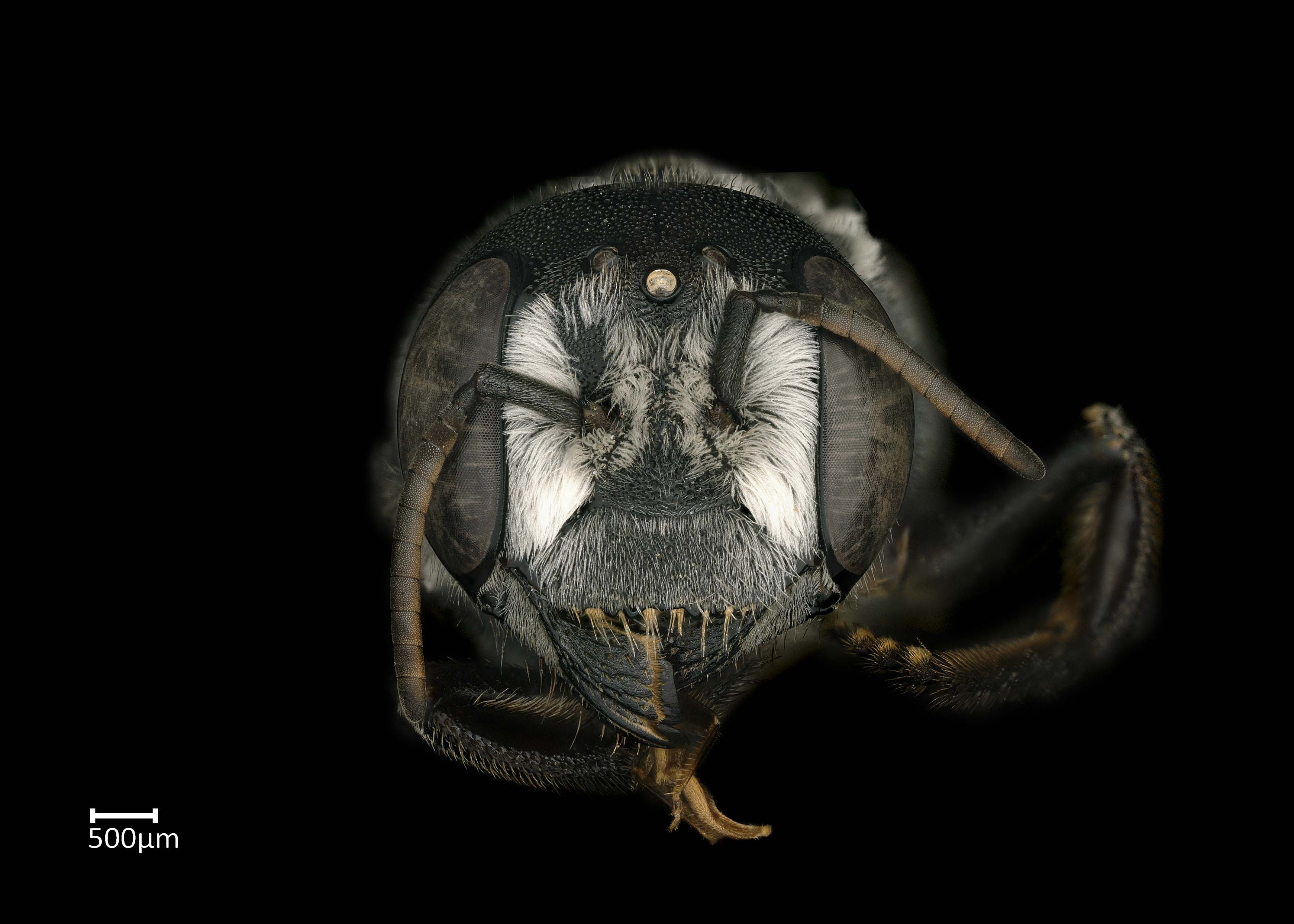 Hackeriapis | Exotic Bee ID